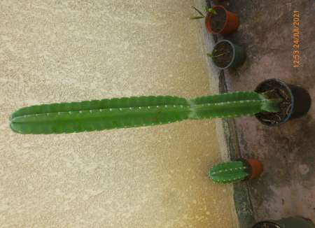 Photo ads/1855000/1855782/a1855782.jpg : Cactus San Pedro 2 mtres (chamanes prse retrouver