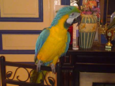 Photo ads/1935000/1935722/a1935722.jpg : magnifique perroquet ara bleu et jaune EAM