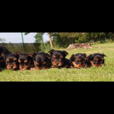 Photo ads/2017000/2017316/a2017316.jpg : Superbes Chiots Yorkshires Pure Race