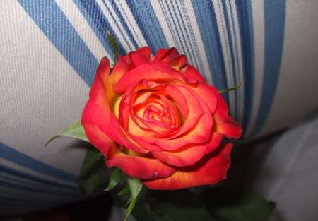 Photo ads/2103000/2103267/a2103267.jpg : OFFRE COLOCATIONS sur MARRAKECH