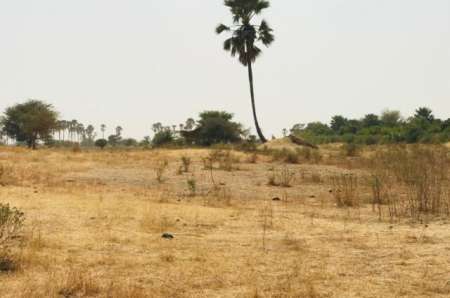 Photo ads/2262000/2262724/a2262724.jpg :  Terrain agricole de 8 m� � Samba Dia