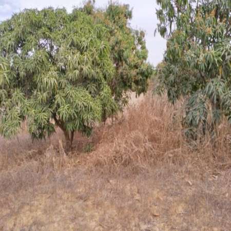 Photo ads/2263000/2263593/a2263593.jpg : Terrain agricole de 2 m� � Notto Gouy Diama