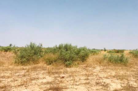 Photo ads/2274000/2274082/a2274082.jpg : Terrain agricole de 1,65 ha � Cherif Lo