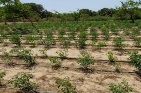 Photo ads/2365000/2365532/a2365532.jpg : Location d'une exploitation 2,2 ha vers Diender