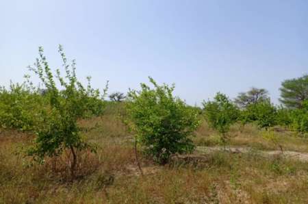 Photo ads/2365000/2365557/a2365557.jpg : Exploitation agricole 3,56 ha Thi�naba