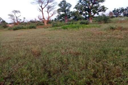 Photo ads/2365000/2365586/a2365586.jpg : Terrain agricole de 8200 m� vers Tassette