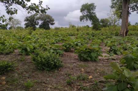 Photo ads/2369000/2369824/a2369824.jpg : Terrain agricole de 5505 m� vers Niamone