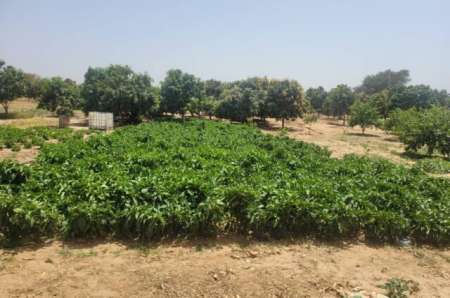 Photo ads/2369000/2369841/a2369841.jpg : Terrain agricole de 2 ha vers Tassette