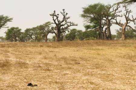 Photo ads/2373000/2373502/a2373502.jpg : Terrain agricole de 2,47 ha vers Touba Toul