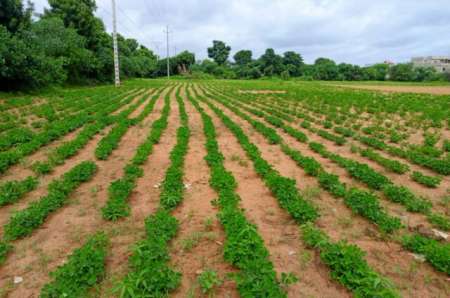 Photo ads/2374000/2374412/a2374412.jpg : Terrain agricole 8555 m� vers Keur Moussa