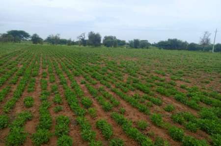 Photo ads/2374000/2374428/a2374428.jpg : Terrain agricole 1,95 ha vers Dalla Ngabou