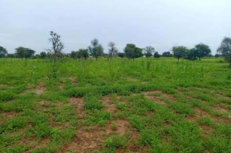 Photo ads/2374000/2374434/a2374434.jpg : Terrain agricole de 7089 m� vers Dalla Ngabou