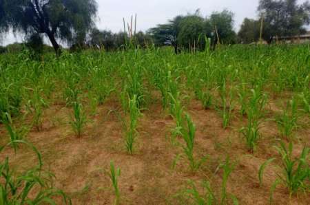 Photo ads/2374000/2374437/a2374437.jpg : Terrain agricole de 5804 m� vers Dalla Ngabou