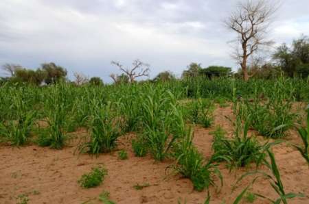 Photo ads/2374000/2374446/a2374446.jpg : Terrain agricole de 20 ha vers Dalla Ngabou