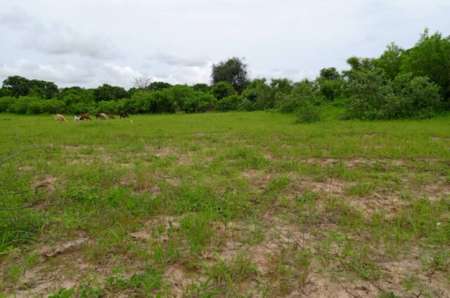 Photo ads/2374000/2374468/a2374468.jpg : Verger agricole de 6252 m� vers Notto Diobass