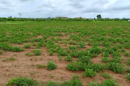 Photo ads/2374000/2374470/a2374470.jpg : Terrain agricole de 1,03 ha vers Notto Diobass