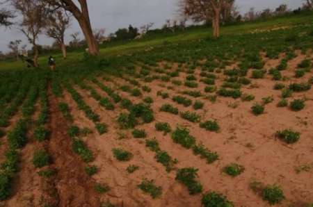 Photo ads/2374000/2374476/a2374476.jpg : Terrain agricole de 1,50 ha vers Notto Diobass