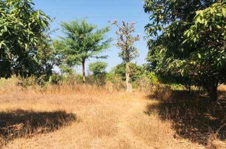 Photo ads/2375000/2375094/a2375094.jpg : Verger agricole de 3975 m� vers Notto Diobass