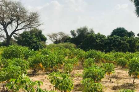 Photo ads/2375000/2375104/a2375104.jpg : Terrain agricole de 4981 m� vers Pire