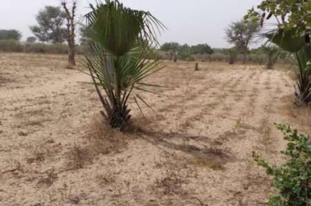 Photo ads/2375000/2375135/a2375135.jpg : Terrain agricole de 9012 m� vers Notto Diobass