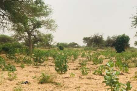 Photo ads/2375000/2375143/a2375143.jpg : Terrain agricole de 2 ha vers M�ouane