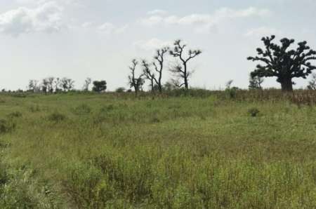 Photo ads/2376000/2376146/a2376146.jpg : Terrain agricole de 20 ha vers S�ss�ne