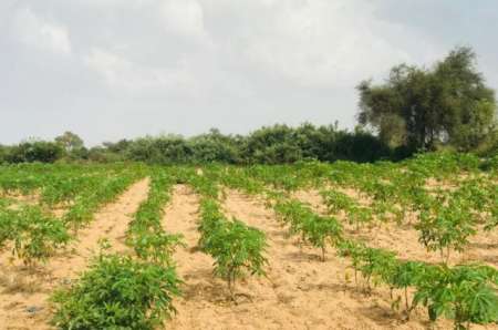 Photo ads/2376000/2376152/a2376152.jpg : Terrain agricole de 1,35 ha vers Pire