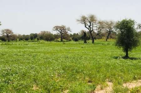 Photo ads/2376000/2376432/a2376432.jpg : Terrain agricole de 9511 m� vers Baba Garage