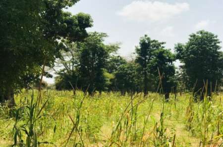 Photo ads/2377000/2377692/a2377692.jpg : Terrain agricole de 1,34 ha vers Baba Garage