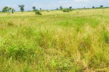 Photo ads/2377000/2377702/a2377702.jpg : Terrain agricole de 5 ha vers Ngu�ni�ne