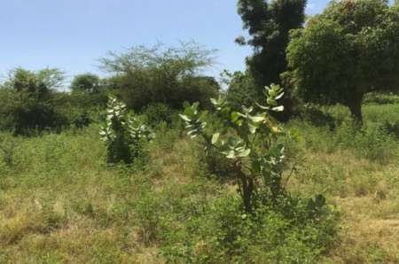 Photo ads/2377000/2377704/a2377704.jpg : Verger agricole de 1,36 ha vers Ngu�ni�ne