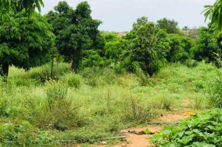 Photo ads/2377000/2377705/a2377705.jpg : Ferme agricole de 10 ha vers Darou Khoudoss