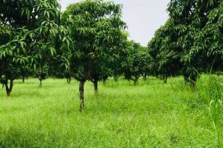 Photo ads/2377000/2377718/a2377718.jpg : Terrain agricole de 1,72 ha vers Notto Gouye Diama