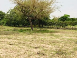 Photo ads/2377000/2377765/a2377765.jpg : Verger agricole de 9983 m� vers Diender