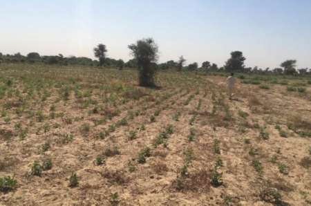 Photo ads/2377000/2377771/a2377771.jpg : Verger agricole de 2 ha vers Notto Diobass