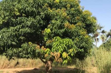 Photo ads/2377000/2377781/a2377781.jpg : Verger agricole de 9051 m� vers Fimela