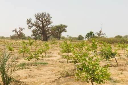 Photo ads/2378000/2378408/a2378408.jpg : Terrain agricole de 3 ha vers Tassette