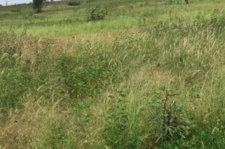 Photo ads/2378000/2378707/a2378707.jpg : Terrain agricole de 8478 m� vers Ndiaganiao