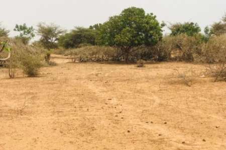 Photo ads/2378000/2378710/a2378710.jpg : Verger agricole de 5047 m� vers Sindia