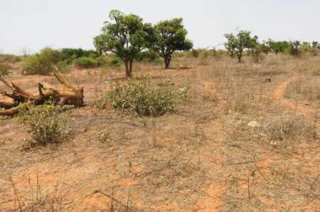 Photo ads/2378000/2378712/a2378712.jpg : Verger agricole de 2 ha vers Keur Moussa