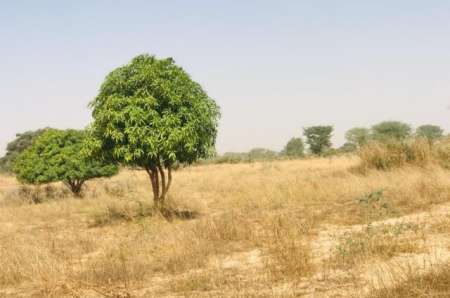 Photo ads/2400000/2400288/a2400288.jpg : Verger agricole de 1,33 ha vers M�ouane