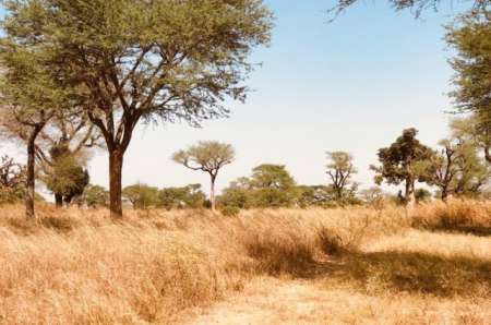 Photo ads/2400000/2400326/a2400326.jpg : Terrain agricole de 5 hectares vers Thi�naba