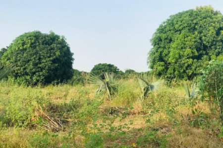 Photo ads/2400000/2400436/a2400436.jpg : Terrain agricole de 1,43 hectare vers Pire