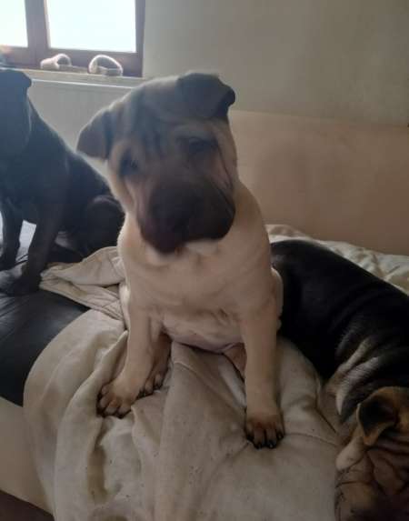 Photo ads/2543000/2543358/a2543358.jpg : Chiots Shap-Pei n�s le