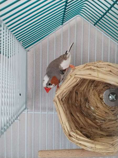 Photo ads/2626000/2626500/a2626500.jpg : Oiseaux diamants mandarin m�le