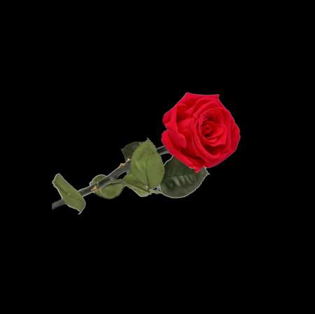 Photo ads/2660000/2660548/a2660548.png : M�tisse pour caucasienne